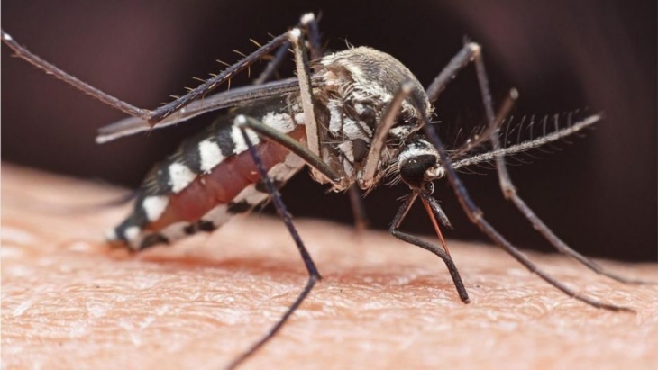  Apakah nyamuk bisa menularkan virus Corona? (Foto fox news)