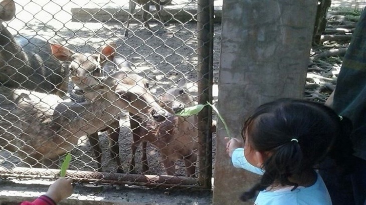 Koleksi hewan di Taman Satwa Cikembulan