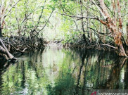 Ditawari Bantuan Bank Dunia, Luhut Minta Rehabilitasi 600 Ribu Hektare Mangrove