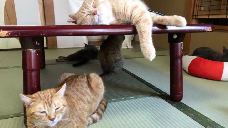 Unik, Penginapan Jepang Menawarkan Kucing Sebagai Teman Sekamar
