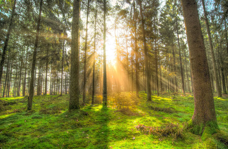forest