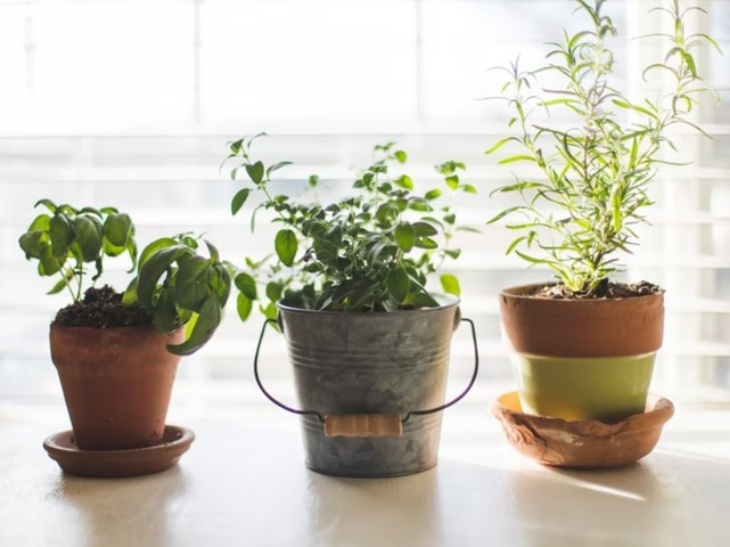 Berkebun, Cara Ampuh untuk Kesehatan Tubuh dan Pikiran