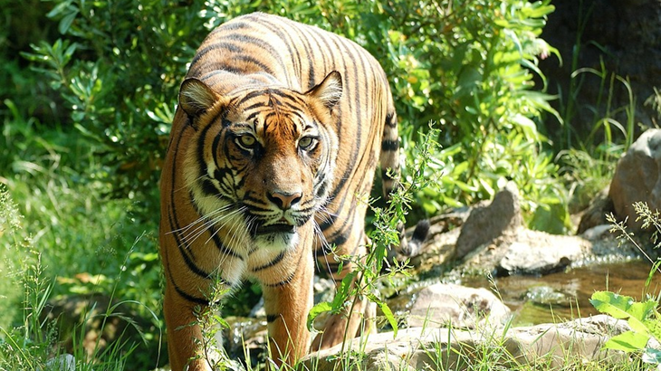 Harimau Bunuh Warga Belum Tertangkap, Ini Ancaman Masyarakat