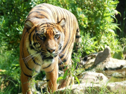 Harimau Bunuh Warga Belum Tertangkap, Ini Ancaman Masyarakat