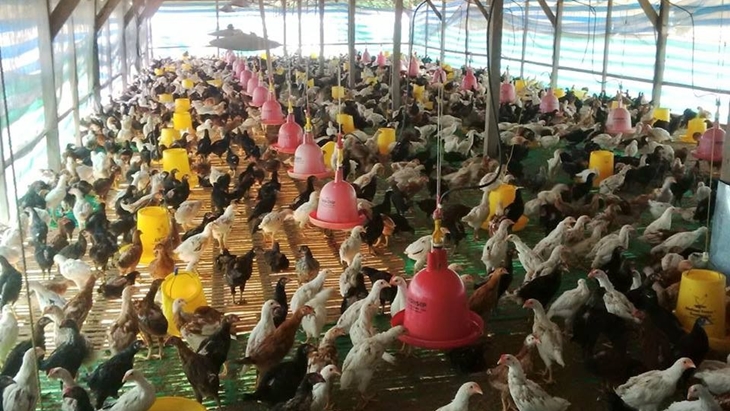 Ilustrasi ayam. (Foto: hobiternak.com)