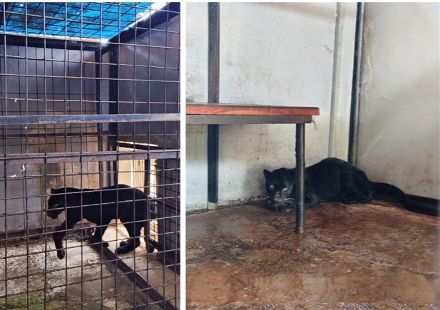 Macan Kumbang Berkeliaran di Pemukiman Warga Batang Berhasil Dievakuasi