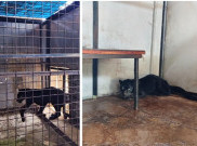 Macan Kumbang Berkeliaran di Pemukiman Warga Batang Berhasil Dievakuasi
