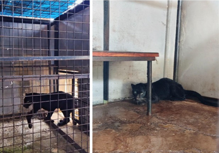 Macan Kumbang Berkeliaran di Pemukiman Warga Batang Berhasil Dievakuasi