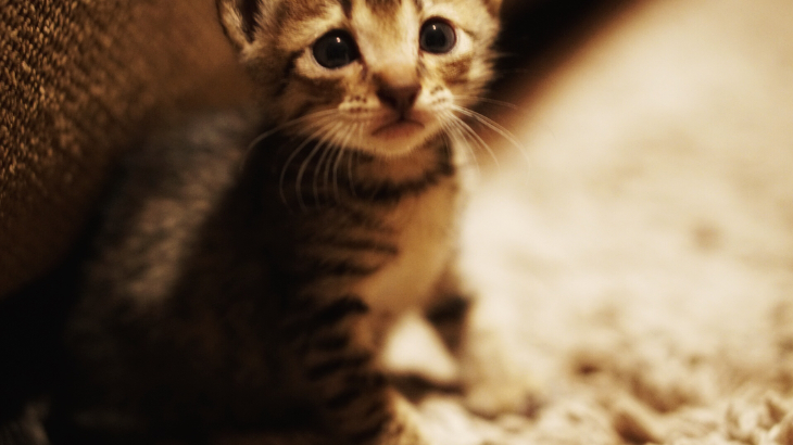 Ms. Miya