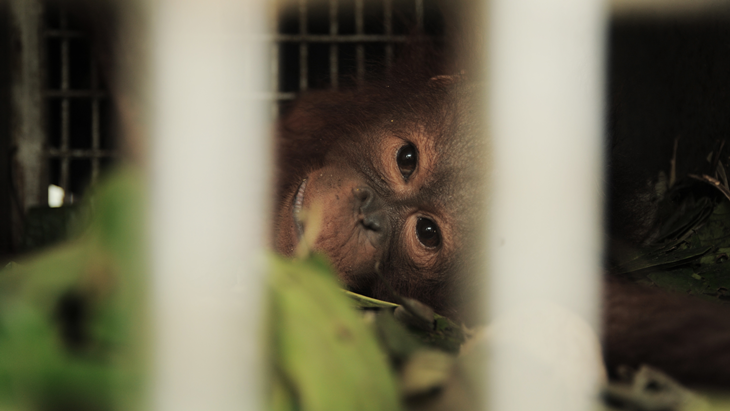 Polisi Tetapkan Lima Tersangka Penembakan Orangutan