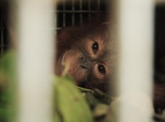Polisi Tetapkan Lima Tersangka Penembakan Orangutan