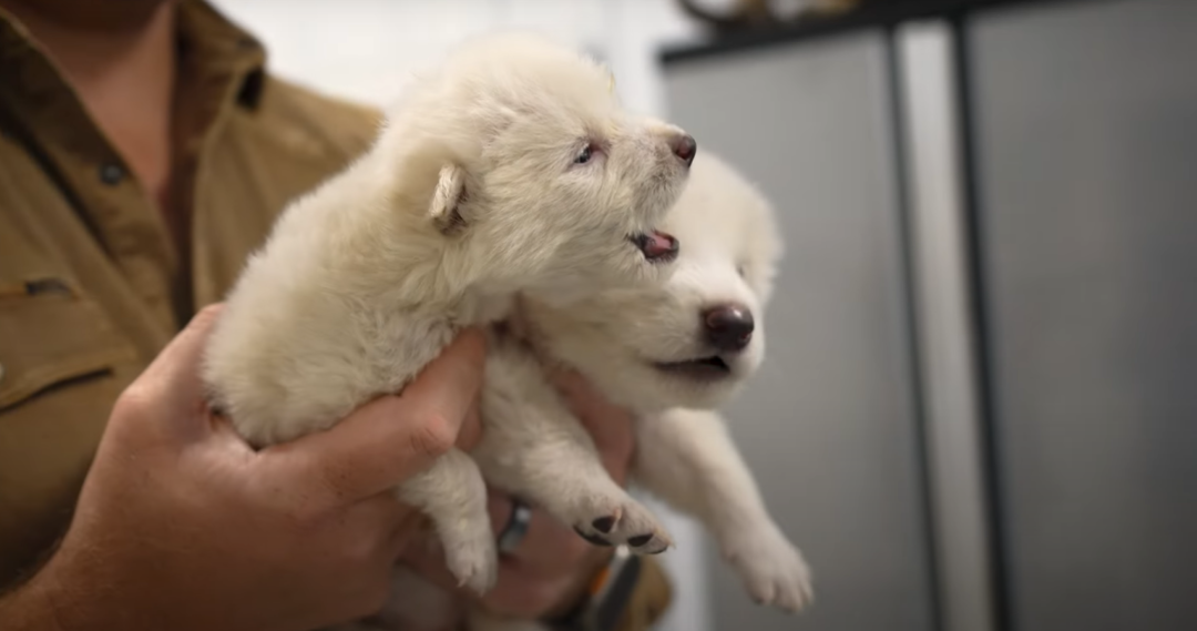 Dire Wolf, Serigala Purba yang Pernah Punah Dihidupkan Kembali oleh Perusahaan Bioteknologi AS