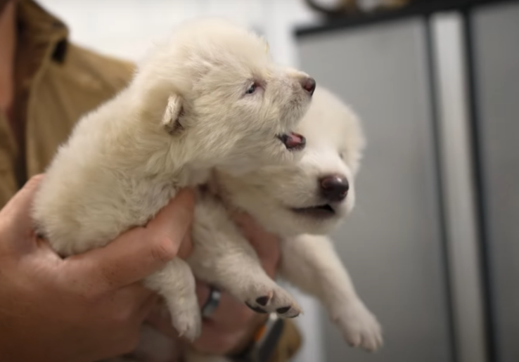 Dire Wolf, Serigala Purba yang Pernah Punah Dihidupkan Kembali oleh Perusahaan Bioteknologi AS