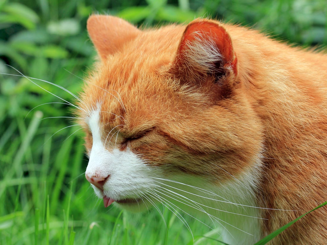 Jangan abaikan hairball dan muntah pada kucing atau anjing (Foto: Insider)