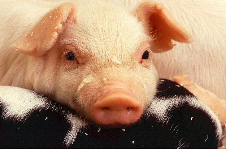 piglet
