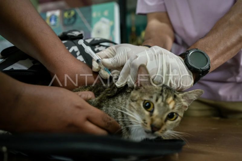 10 Ribu Hewan di Jaksel akan Diberikan Vaksin Rabies