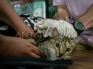 10 Ribu Hewan di Jaksel akan Diberikan Vaksin Rabies