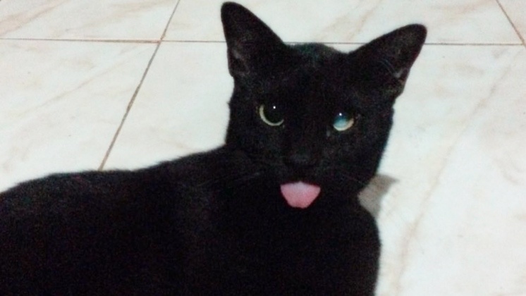 10 Alasan Mengapa Kucing Adalah Hewan Peliharaan Terbaik Untukmu