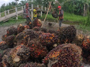 Kendalikan Harga Minyak Goreng, BUMN Harus Kerja Sama dengan Petani Sawit