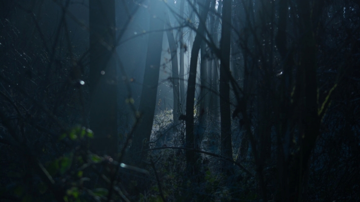 Ngeri! Ini 5 Hutan Terseram di Dunia
