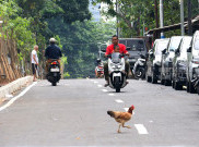 Setelah 30 Tahun Tak Diperbaiki, Warga Nikmati Aspal Baru Jalan Karet Pasar Baru Barat Jakarta