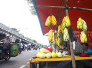 Berkah Ramadan, Penjual Timun Suri Musiman Raup Untung untuk Sajian Berbuka 