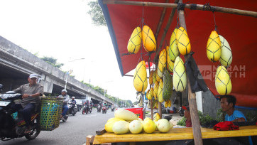 Berkah Ramadan, Penjual Timun Suri Musiman Raup Untung untuk Sajian Berbuka 