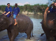 Resort Ini Sajikan Sensasi Penginapan Mewah dan Interaksi dengan Gajah