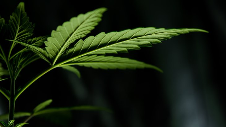 'Hujan' Ganja Turun di Tel Aviv Israel