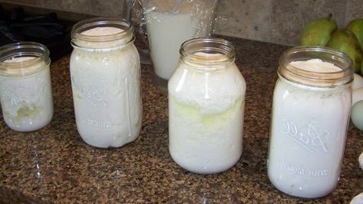 kefir