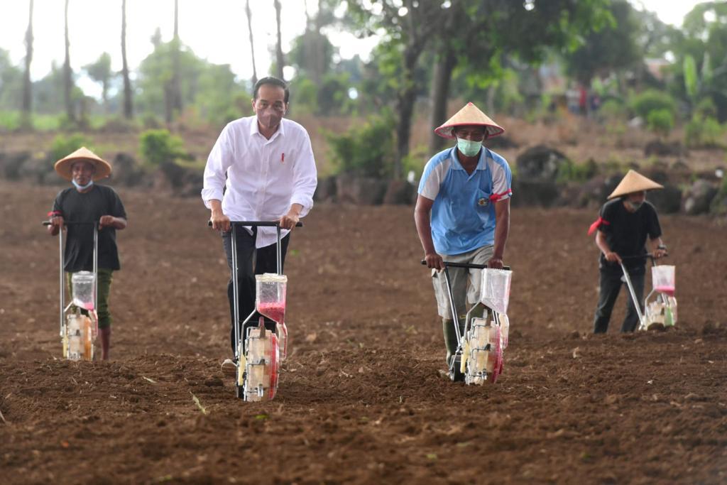 Jokowi: Kebutuhan Jagung Secara Nasional Masih Kurang