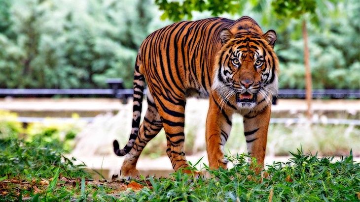 Makin Ganas, BBKSDA Riau Tambah Personel untuk Relokasi Harimau Sumatera