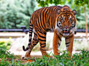 Makin Ganas, BBKSDA Riau Tambah Personel untuk Relokasi Harimau Sumatera