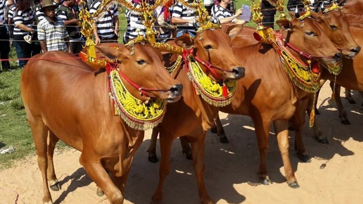 Sape Sono, Cantik dan Mulusnya Sapi-Sapi Madura