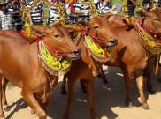 Sape Sono, Cantik dan Mulusnya Sapi-Sapi Madura