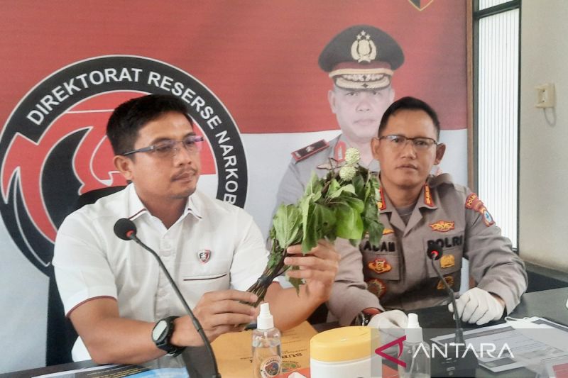 Polisi Belum Bisa Jerat Penggunaan Buah Kecubung