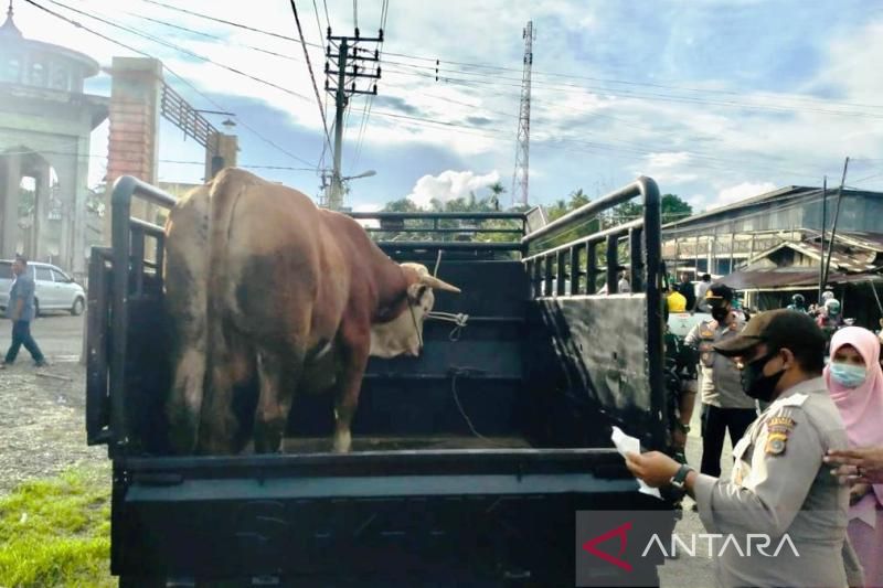Petugas kepolisian bersama tim kesehatan hewan melakukan pemeriksaan terhadap ternak yang masuk ke Aceh Barat di pos penyekatan di kawasan Desa Gunong Kleng, Kecamatan Meureubo, Kabupaten Aceh Barat, Senin (16/5/2022). (ANTARA/HO)