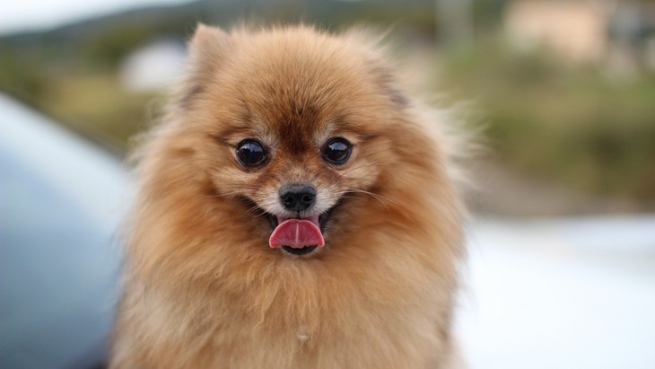 pomeranian