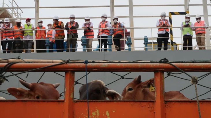 Ribuan Sapi Impor dari Australia Tiba di Indonesia
