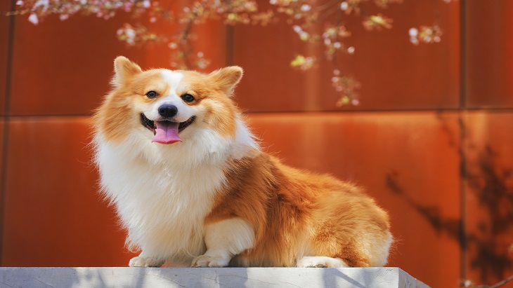 Kisah Ratu Elizabeth II dan Anjing-Anjing Corgi Peliharaannya