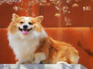 Kisah Ratu Elizabeth II dan Anjing-Anjing Corgi Peliharaannya