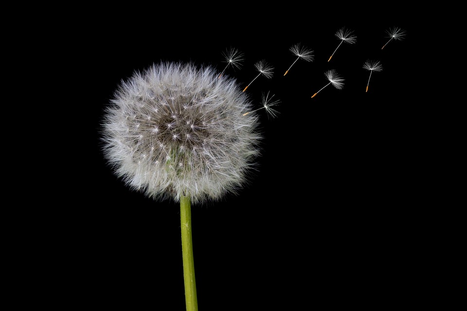 Dandelion (Sumber: Pixabay/HG-Fotografie)