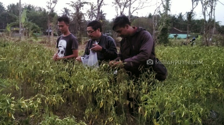 Tak Mau Rugi, Petani ini Malah Bagi-bagi Cabe Gratis ke Warga