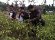 Tak Mau Rugi, Petani ini Malah Bagi-bagi Cabe Gratis ke Warga