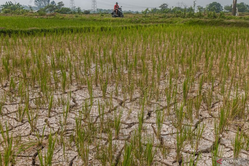 11 Ribu Hektar Tanaman Padi di Boyolali Terancam Gagal Panen