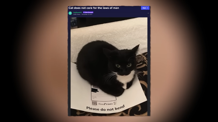 Mengenal Maxwell, Kucing Lucu yang Berseliweran di FYP TikTok