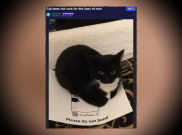 Mengenal Maxwell, Kucing Lucu yang Berseliweran di FYP TikTok