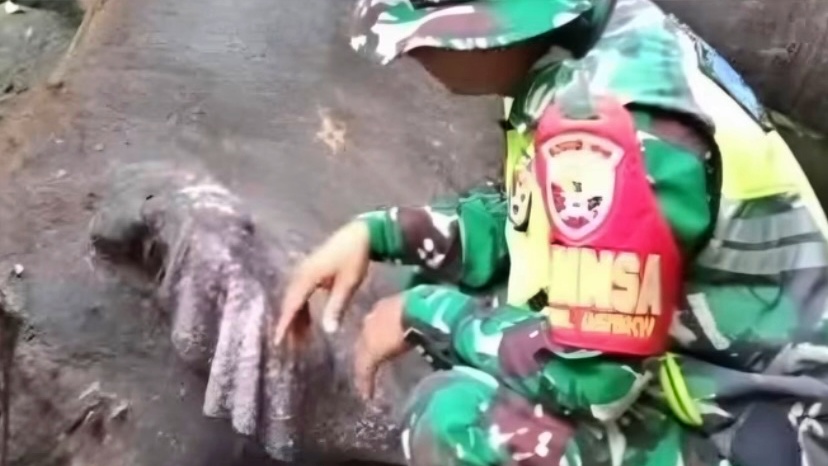 Sedih, Molly si Gajah Betina Bali Zoo Mati Setelah Hanyut 3 Kilometer di Sungai