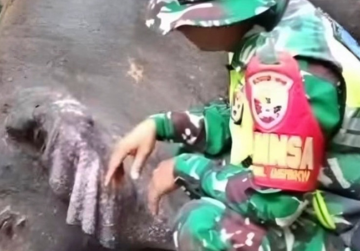 Sedih, Molly si Gajah Betina Bali Zoo Mati Setelah Hanyut 3 Kilometer di Sungai