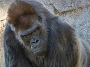 Gorila di San Diego Jadi Hewan Pertama yang Divaksin COVID-19